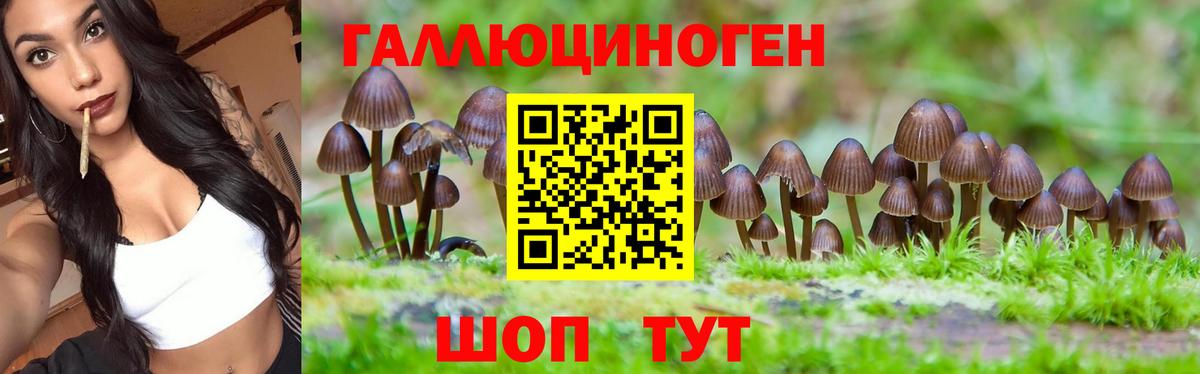 Псилоцибиновые грибы Psilocybine cubensis Орск